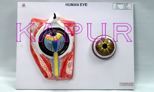 Human Eye