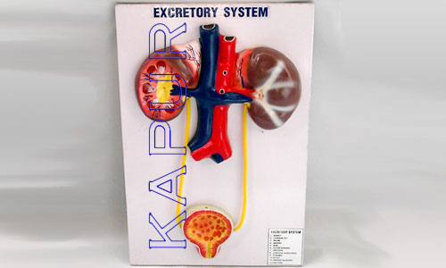Excretory System