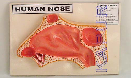 Human Nose