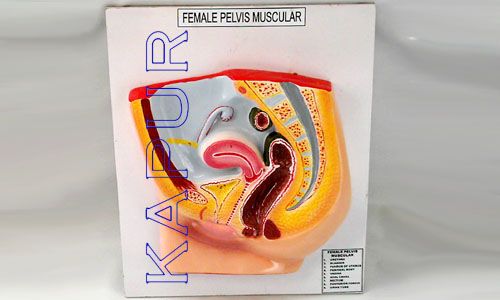 Female Pelvic