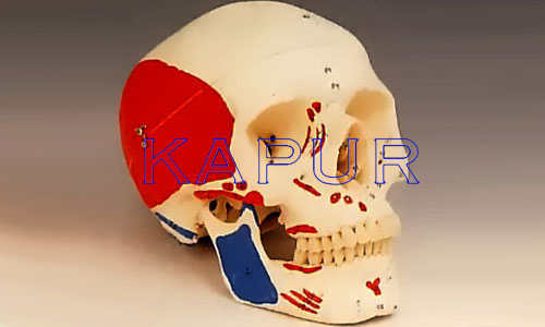 Skull