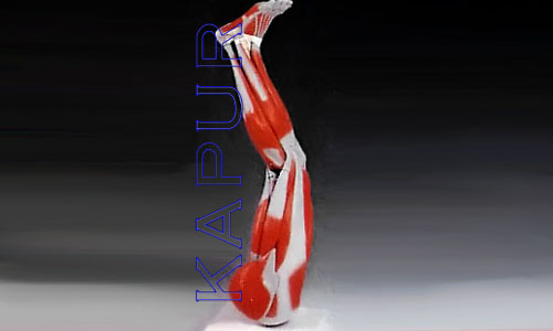 Human Leg
