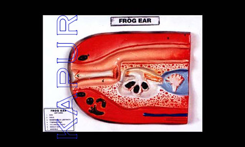 Frog Ear