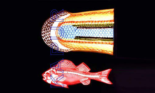 Fish Model