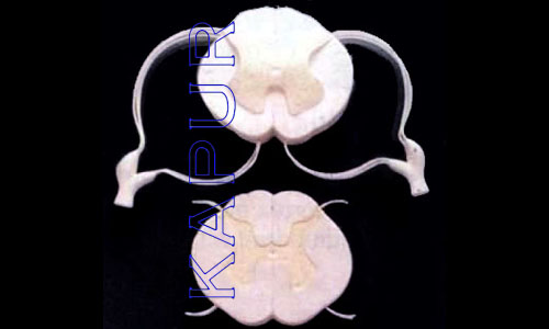 Spinal Cord With Branches