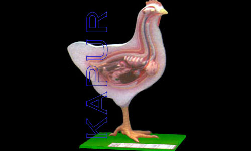 Hen Dissection