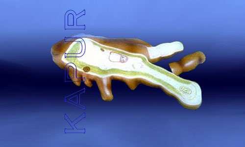 Amoeba Proteus