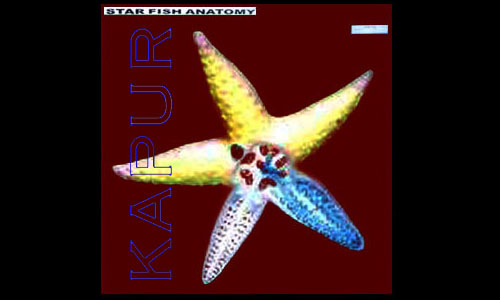 Star Fish