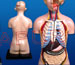 Human Torso Science Teaching Products Biology Lab Equipments