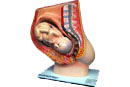 Female Pelvic With Baby