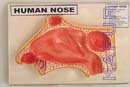 Human Nose