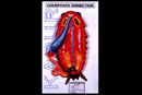 Cockroach Dissection