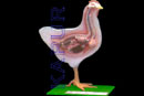 Hen Dissection